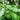 TULSI KAPOOR (HOLY BASIL)- OCIMUM AFRICANUM