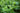 LEMON BALM- MELISSA OFFICINALIS
