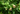 CODONOPSIS - CODONOPSIS PILOSULA