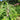 MOTHERWORT- LEONURUS CARDIACA