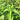 TULSI VANA (HOLY BASIL)- OCCIMUM GRATISSIMU