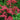 CERISE QUEEN YARROW - ACHILLEA MILLEFOLIUM