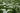YARROW- ACHILLIUM MILLEFOLIUM