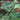 BURDOCK, GOBO - ARCTIUM LAPPA