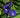 BUTTERFLY PEA - CLITORIA TERNATEA