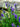 HYSSOP - HYSSOPUS OFFICINALIS