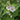 MARSHMALLOW - ALTHAEA OFFICINALIS