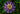 PASSIONFLOWER - PASSIFLORA INCARNATA