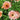 CALENDULA, ORANGE FLASH - CALENDULA OFFICINALIS