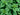 STINGING NETTLES - URTICA DIOICA