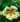 NASTURTIUM, PEACH MELBA - TROPAELUM MAJUS