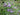 PENNYROYAL - MENTHA PULEGIUM