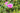 ROSE- ROSA RUGOSA