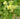 ASTRAGALUS, ASTRAGALUS MEMBRANACEAUS