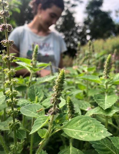 Holy Basil: Sacred for the Everyday