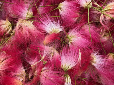 Good Mood Herbs :)
