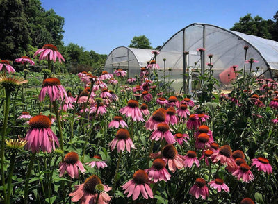 Echinacea: Flower Power!