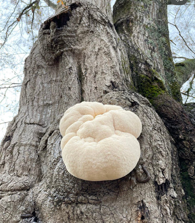 Lion's Mane: The Cerebral King