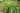LEMONGRASS- CYMBOPOGON