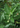 ASHWAGANDHA - WITHANIA SOMNIFERIA