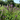 BLUE VERVAIN - VERBENA HASTATA