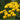 TANSY- TANACETUM VULGARE