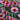 ECHINACEA - ECHINACEA PURPUREA