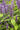 ANISE HYSSOP - AGASTACHE FOENICULUM