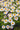 FEVERFEW - TANACETUM PARTHENIUM