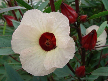 HIBISCUS- HIBISCUS SABDARIFFA