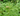 MUGWORT- ARTEMISIA VULGARIS
