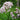 VALERIEN - VALERIANA OFFICINALIS