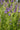 BAICAL SKULLCAP- SCUTILLARIA BAICALENSIS