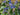 BORAGE - BORAGE OFFICINALIS