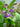 COMFREY - SYMPHYTUM OFFICINALE