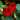 NASTURTIUM, EMPRESS OF INDIA- TROPAEOLUM MAJUS
