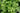 ITALIAN PARSLEY- PETROSELINUM CRISP