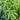 LEMON VERBENA - LIPPIA CITRIODORA