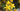 ST. JOHN'S WORT- HYPERICUM PERFORATUM