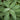 COMMON SAGE- SALVIA OFFICINALIS
